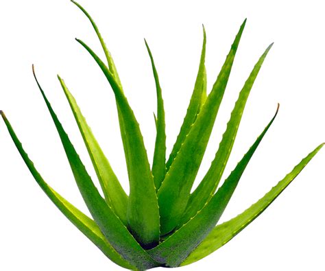 5 Cara Ampuh Hempaskan Jerawat di Dahi dalam 7 Hari! 5 Cara Ampuh Hempaskan Jerawat di Dahi dalam 7 Hari!