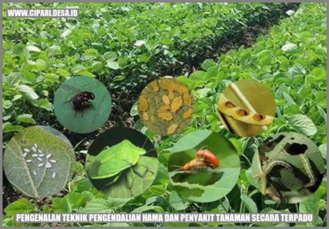 7 Tips Perawatan Naavagreen yang Wajib Kamu Coba untuk Hasil Maksimal! 7 Tips Perawatan Naavagreen yang Wajib Kamu Coba untuk Hasil Maksimal!